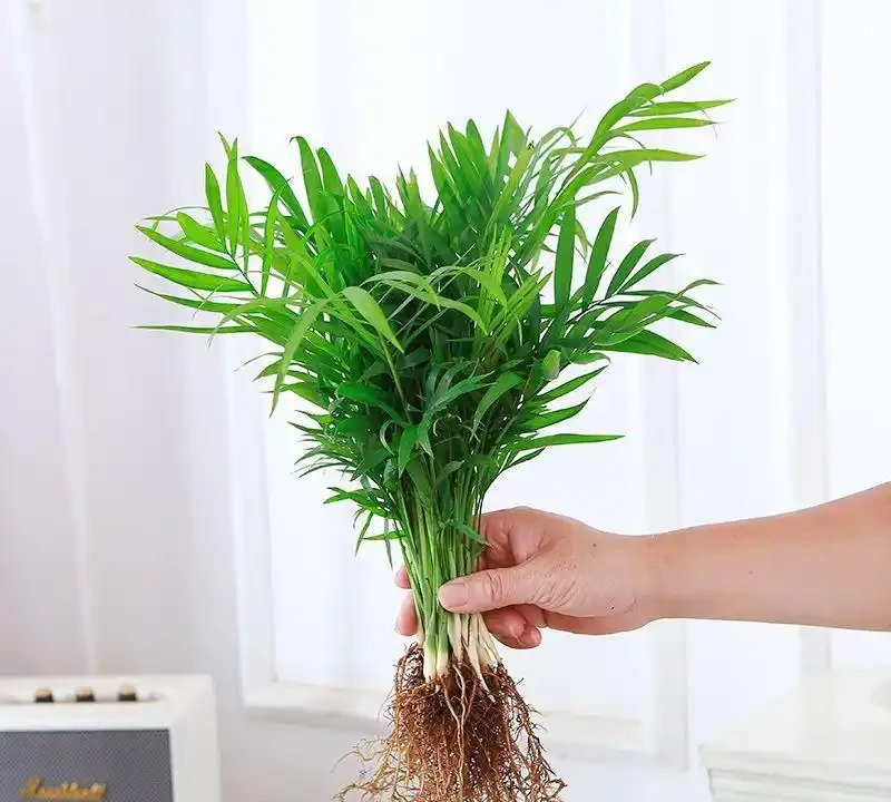 新裝修房子放什麼植物好?十大吸甲醛綠植實測排名,入住前必看