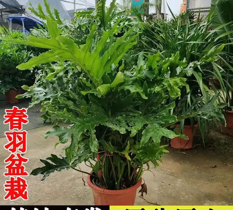新裝修房子放什麼植物好?十大吸甲醛綠植實測排名,入住前必看