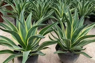 新裝修房子放什麼植物好？十大吸甲醛綠植實測排名，入住前必看