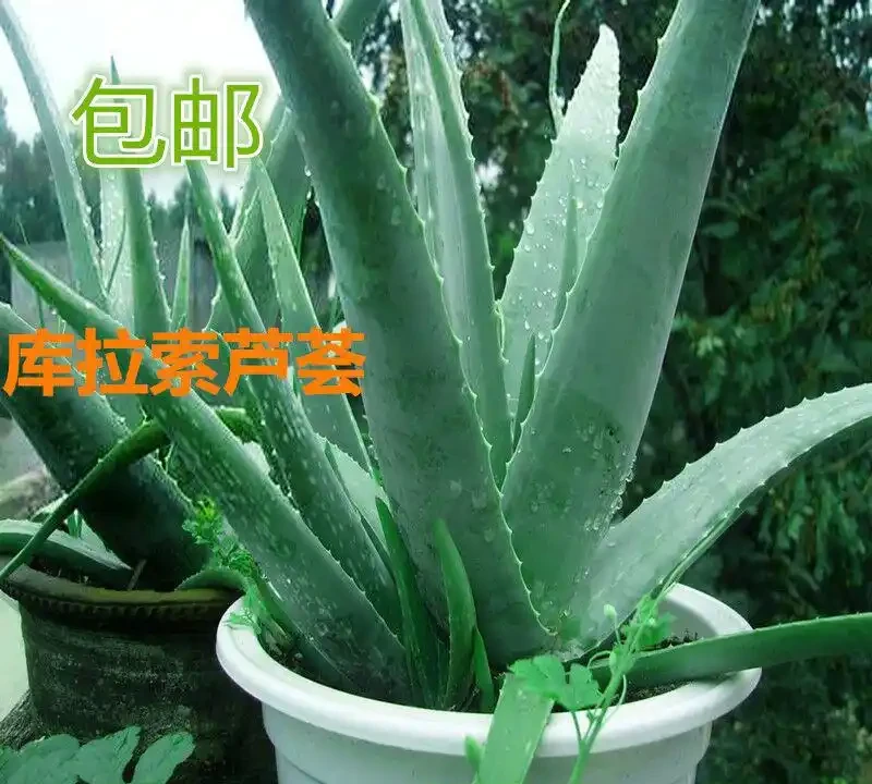 臥室適合養的植物有哪些?十大實測好養品種推薦,助眠吸甲醛雙效合一