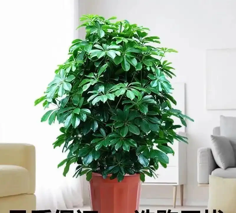 臥室適合養的植物有哪些?十大實測好養品種推薦,助眠吸甲醛雙效合一