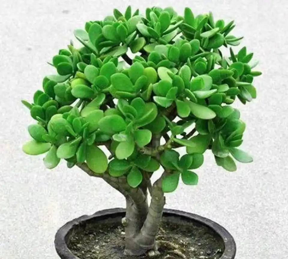 臥室適合養的植物有哪些?十大實測好養品種推薦,助眠吸甲醛雙效合一