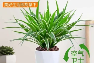 臥室適合養的植物有哪些？十大實測好養品種推薦，助眠吸甲醛雙效合一