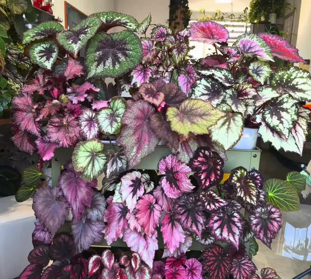 十大兒童房綠植盆栽推薦:無毒耐養顏值高,有娃家庭避坑選購清單