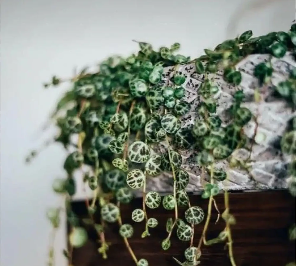 十大兒童房綠植盆栽推薦:無毒耐養顏值高,有娃家庭避坑選購清單