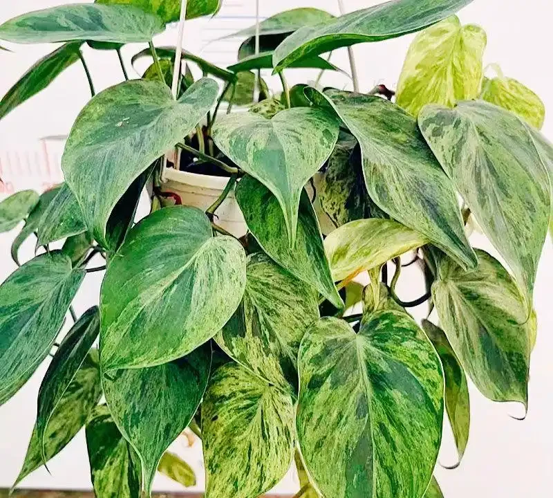 十大兒童房綠植盆栽推薦:無毒耐養顏值高,有娃家庭避坑選購清單