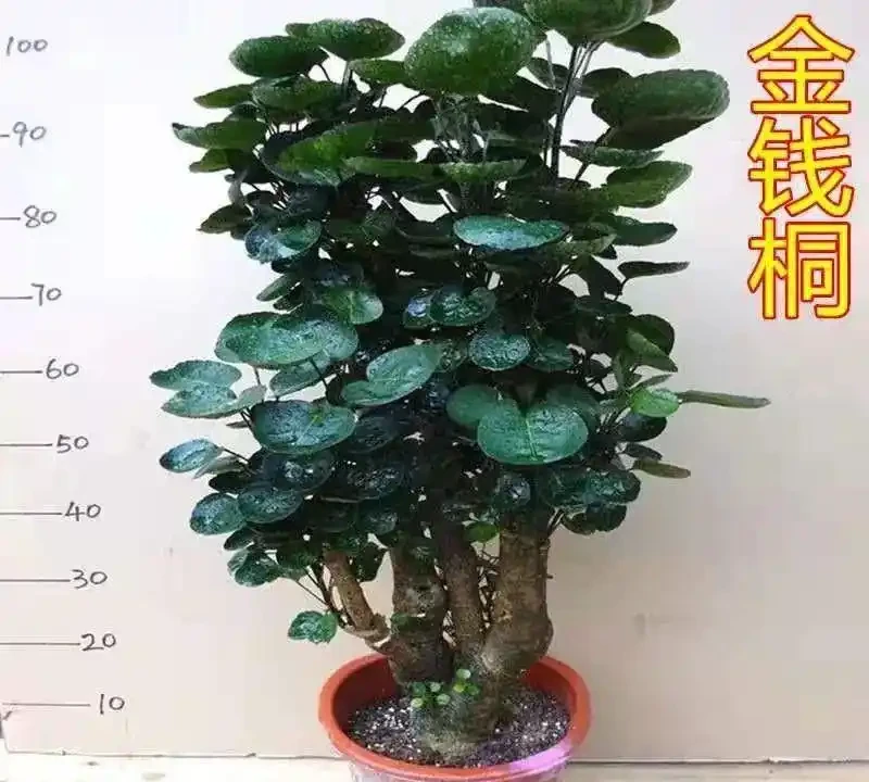 十大兒童房綠植盆栽推薦:無毒耐養顏值高,有娃家庭避坑選購清單