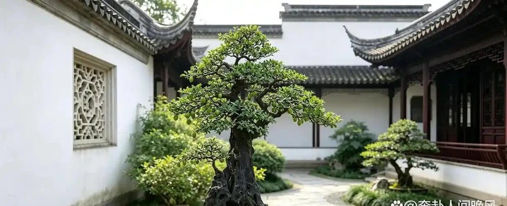 金彈子老葉、新葉捲曲有區別,看懂少走很多彎路
