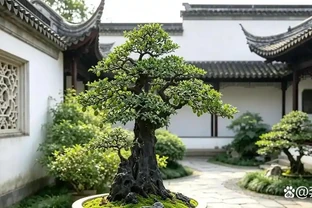金彈子老葉、新葉捲曲有區別，看懂少走很多彎路