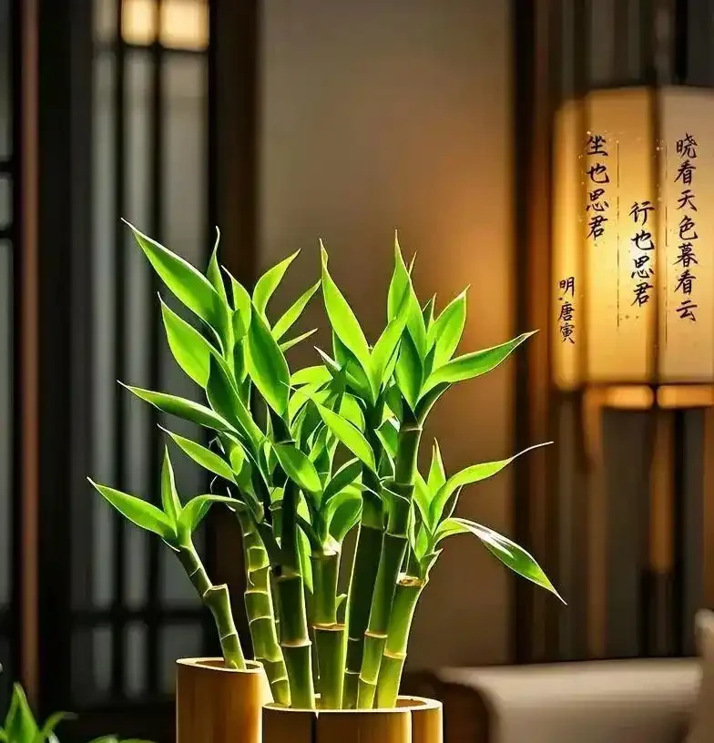 萬年竹黃葉別扔!水裡滴幾滴白醋,記住寧少勿多,加多直接腐根