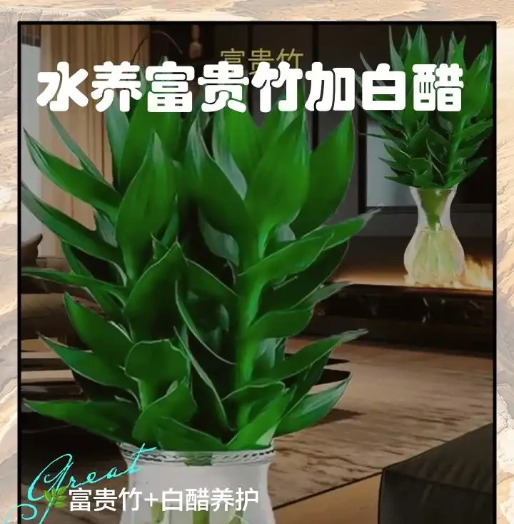 萬年竹黃葉別扔!水裡滴幾滴白醋,記住寧少勿多,加多直接腐根