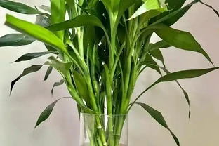 萬年竹黃葉別扔！水裡滴幾滴白醋，記住寧少勿多，加多直接腐根