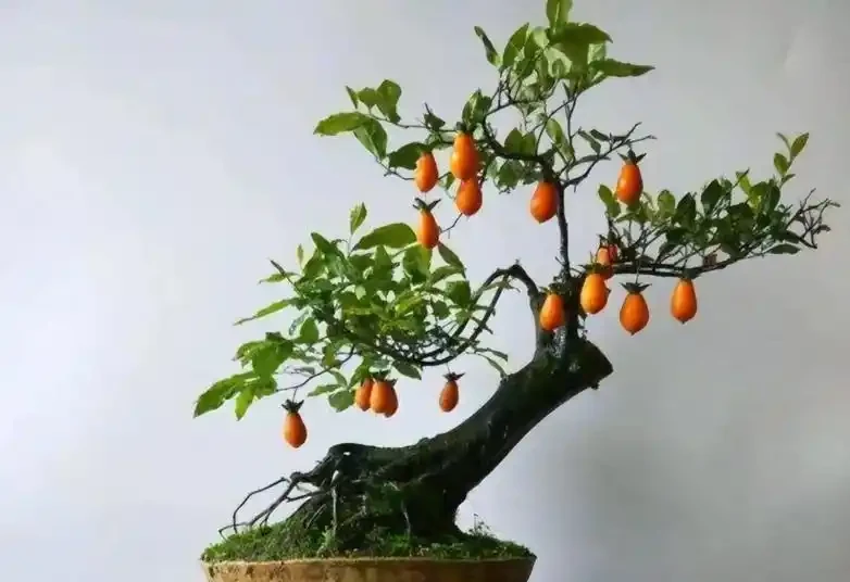 八月養金彈子,掌握 2 養 1 蓄,掛果稠密色澤透亮