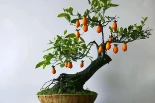 八月養金彈子，掌握 2 養 1 蓄，掛果稠密色澤透亮