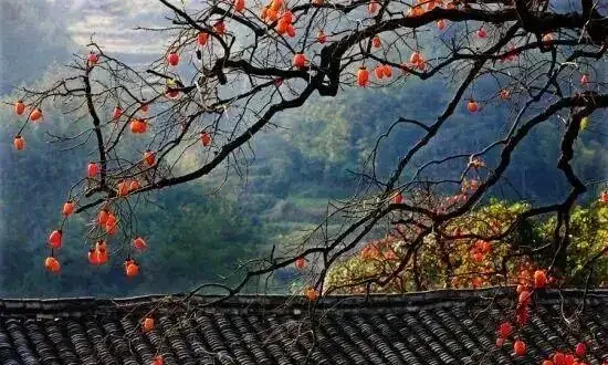 院子種什麼樹寓意好又好看?9種常見庭院樹推薦