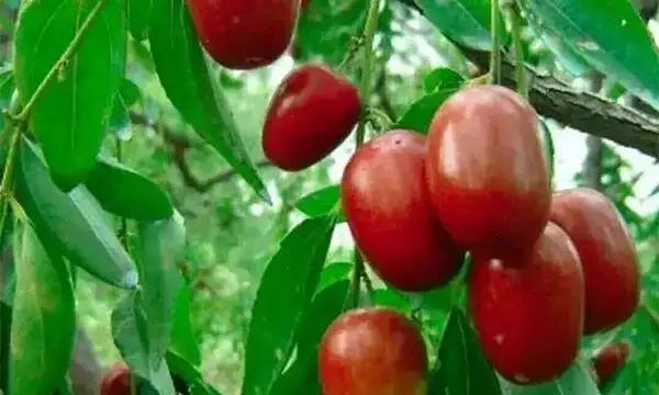 院子種什麼樹寓意好又好看?9種常見庭院樹推薦