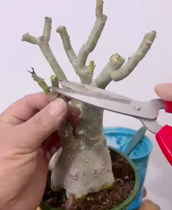 沙漠玫瑰修剪別亂動剪刀,春秋兩季各剪一次,株型才好看