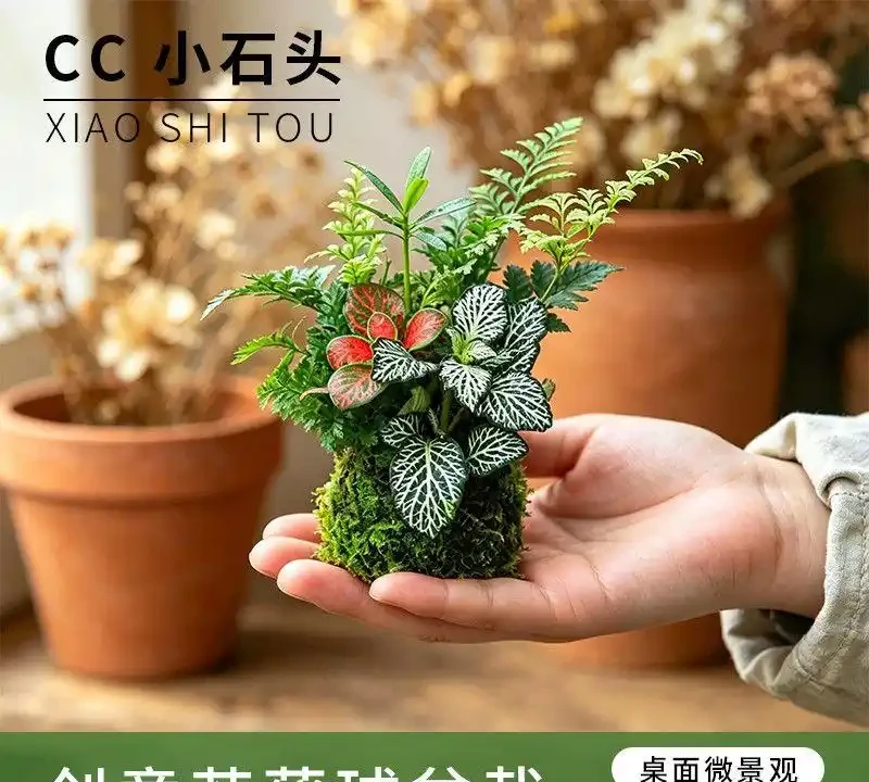 2026辦公室桌面綠植TOP10:這10種植物養不死還淨化空氣,工位幸福感翻倍