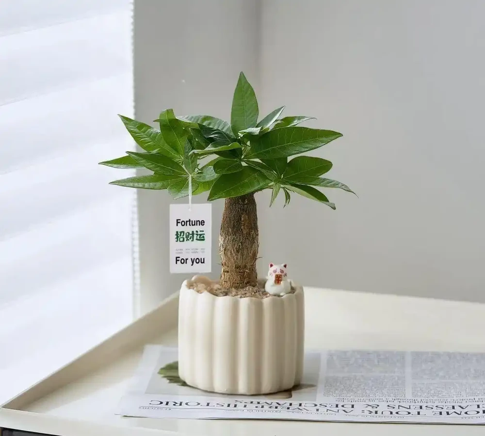 2026辦公室桌面綠植TOP10:這10種植物養不死還淨化空氣,工位幸福感翻倍