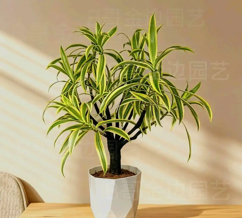 2026辦公室桌面綠植TOP10:這10種植物養不死還淨化空氣,工位幸福感翻倍