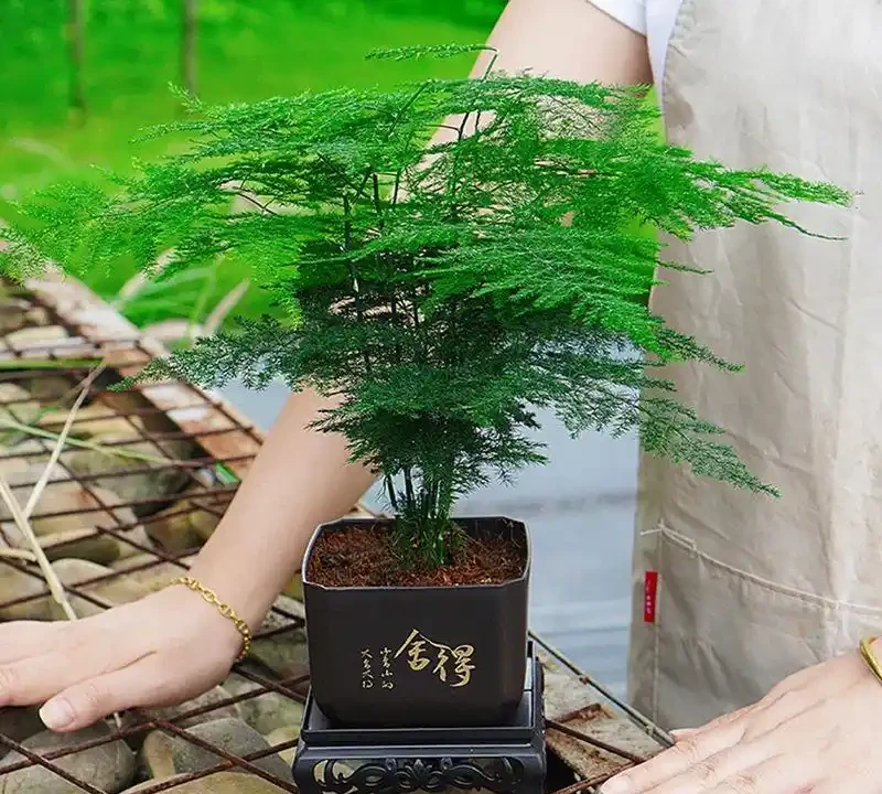 2026辦公室桌面綠植TOP10:這10種植物養不死還淨化空氣,工位幸福感翻倍