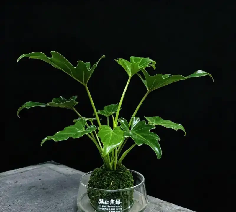 2026辦公室桌面綠植TOP10:這10種植物養不死還淨化空氣,工位幸福感翻倍