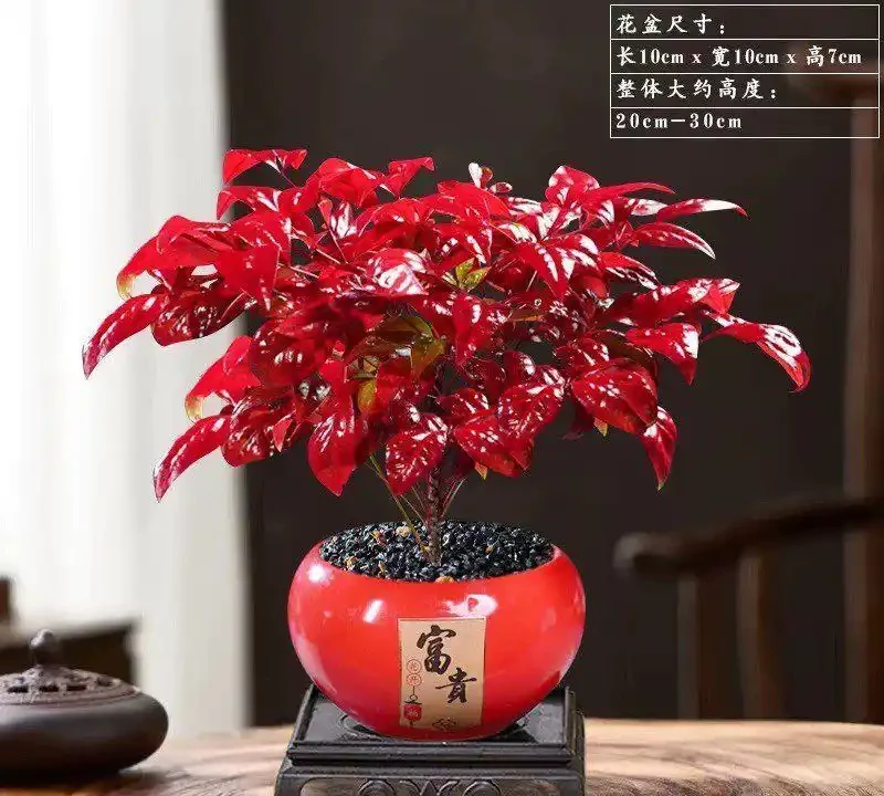 2026辦公室桌面綠植TOP10:這10種植物養不死還淨化空氣,工位幸福感翻倍