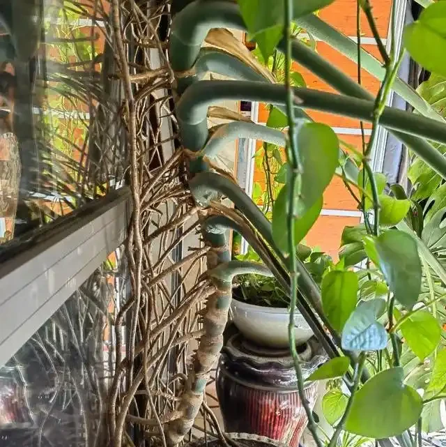 龜背芋長得慢?學會這4個「生長開關」,輕鬆養成手腕粗的老樁!