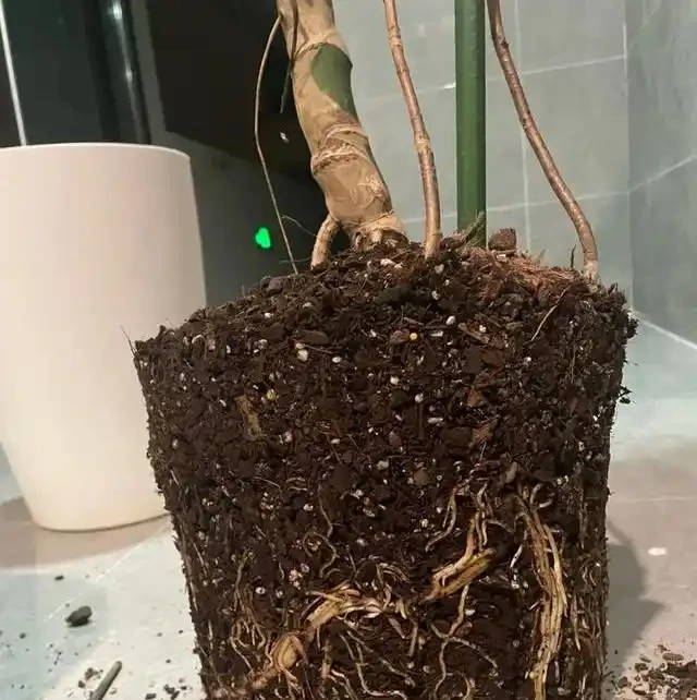 龜背芋長得慢?學會這4個「生長開關」,輕鬆養成手腕粗的老樁!