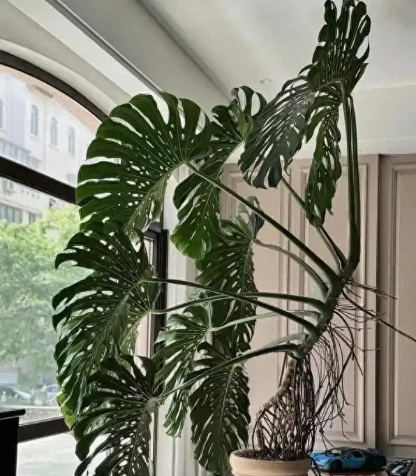龜背芋長得慢?學會這4個「生長開關」,輕鬆養成手腕粗的老樁!