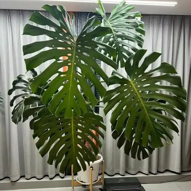 龜背芋長得慢?學會這4個「生長開關」,輕鬆養成手腕粗的老樁!