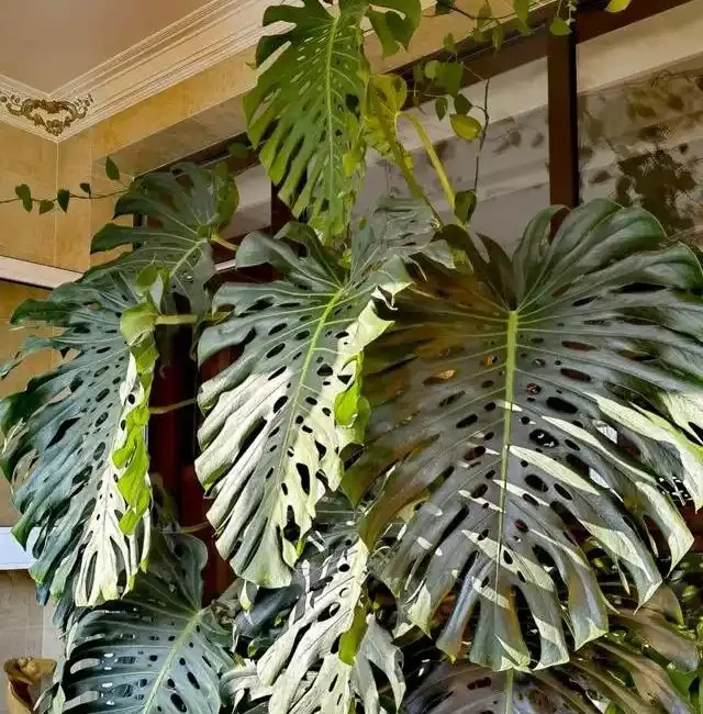 龜背芋長得慢？學會這4個「生長開關」，輕鬆養成手腕粗的老樁！