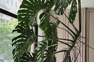 龜背芋長得慢？學會這4個「生長開關」，輕鬆養成手腕粗的老樁！