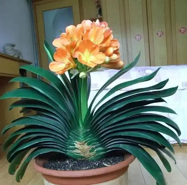 陽臺養花別亂選,這8種旺宅植物好養又招財,讓家運勢步步高昇!