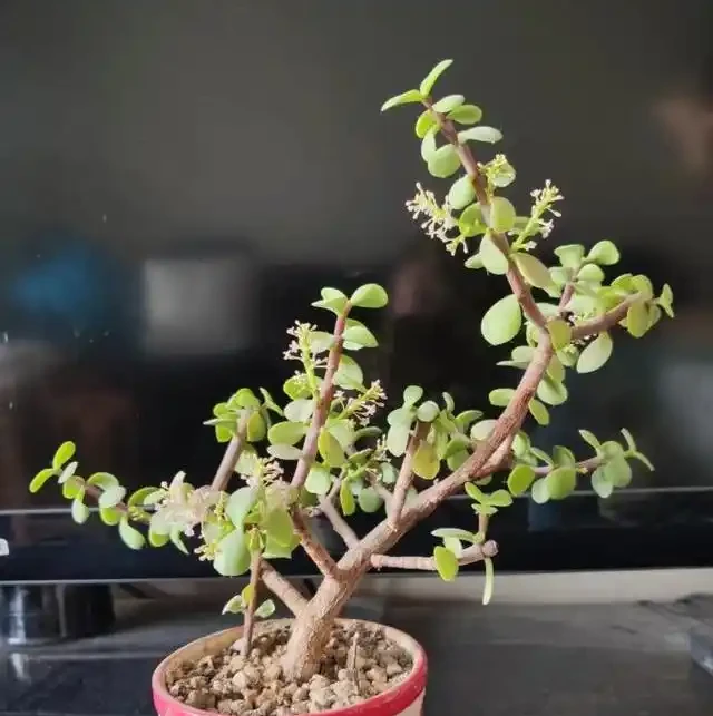 陽臺養花別亂選,這8種旺宅植物好養又招財,讓家運勢步步高昇!