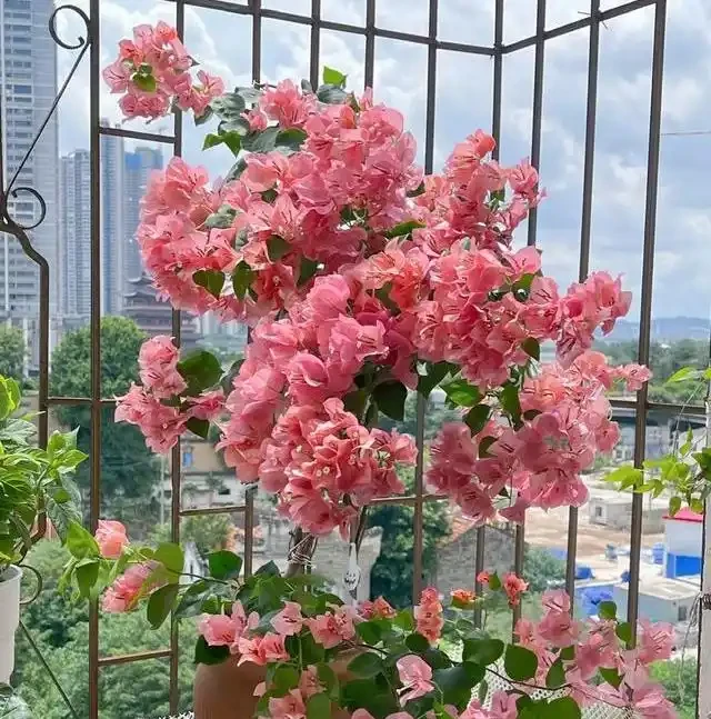 陽臺養花別亂選,這8種旺宅植物好養又招財,讓家運勢步步高昇!
