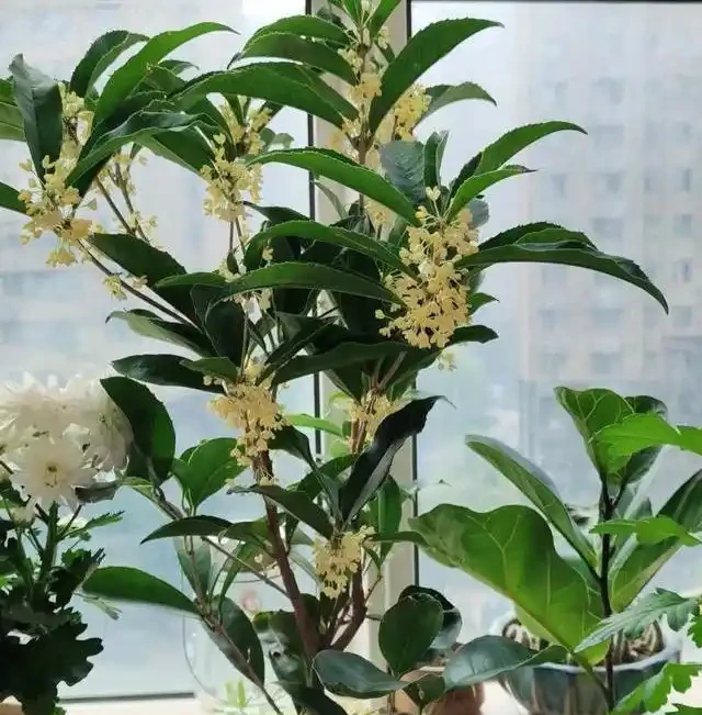 陽臺養花別亂選,這8種旺宅植物好養又招財,讓家運勢步步高昇!