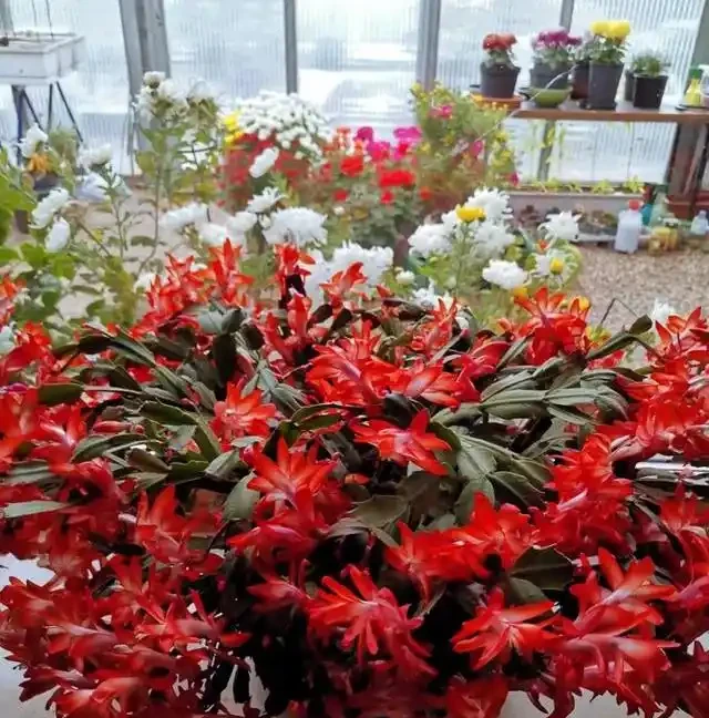 陽臺養花別亂選,這8種旺宅植物好養又招財,讓家運勢步步高昇!