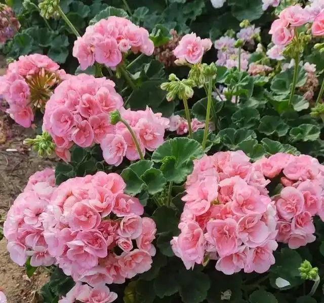 陽臺養花別亂選,這8種旺宅植物好養又招財,讓家運勢步步高昇!