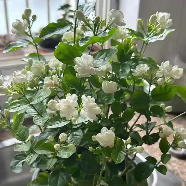 陽臺養花別亂選,這8種旺宅植物好養又招財,讓家運勢步步高昇!