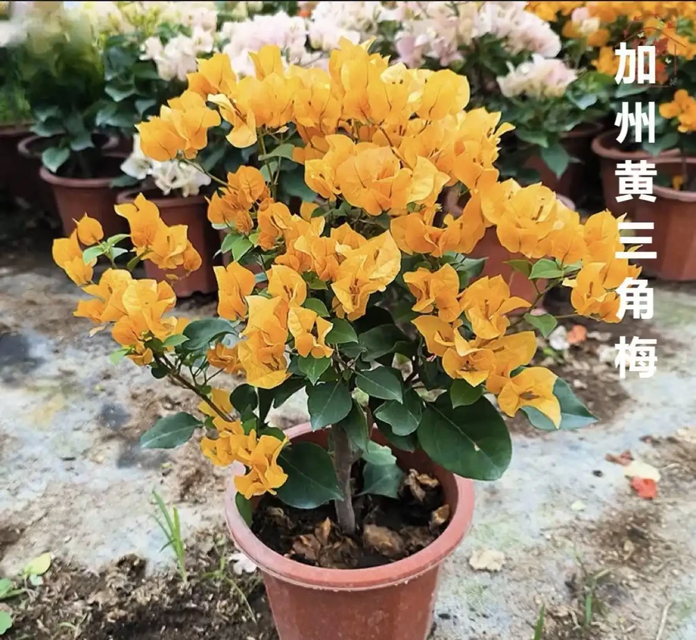 九重葛盆栽什麼品種最勤花？老花農實測：這8款從不斷花，新手閉眼入不踩雷