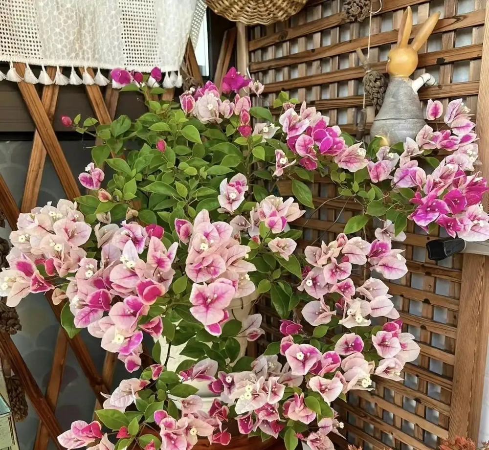 九重葛盆栽什麼品種最勤花？老花農實測：這8款從不斷花，新手閉眼入不踩雷