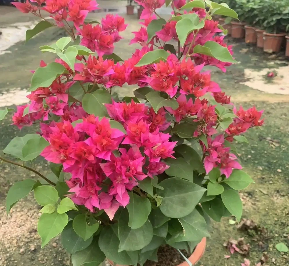 九重葛盆栽什麼品種最勤花？老花農實測：這8款從不斷花，新手閉眼入不踩雷