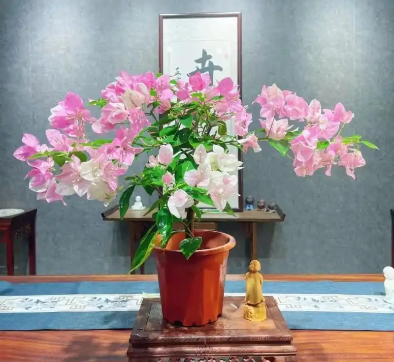 九重葛盆栽什麼品種最勤花？老花農實測：這8款從不斷花，新手閉眼入不踩雷