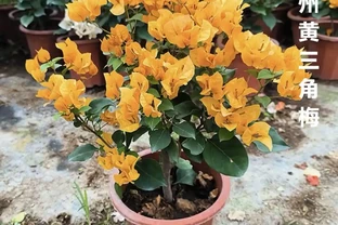 九重葛盆栽什麼品種最勤花？老花農實測：這8款從不斷花，新手閉眼入不踩雷