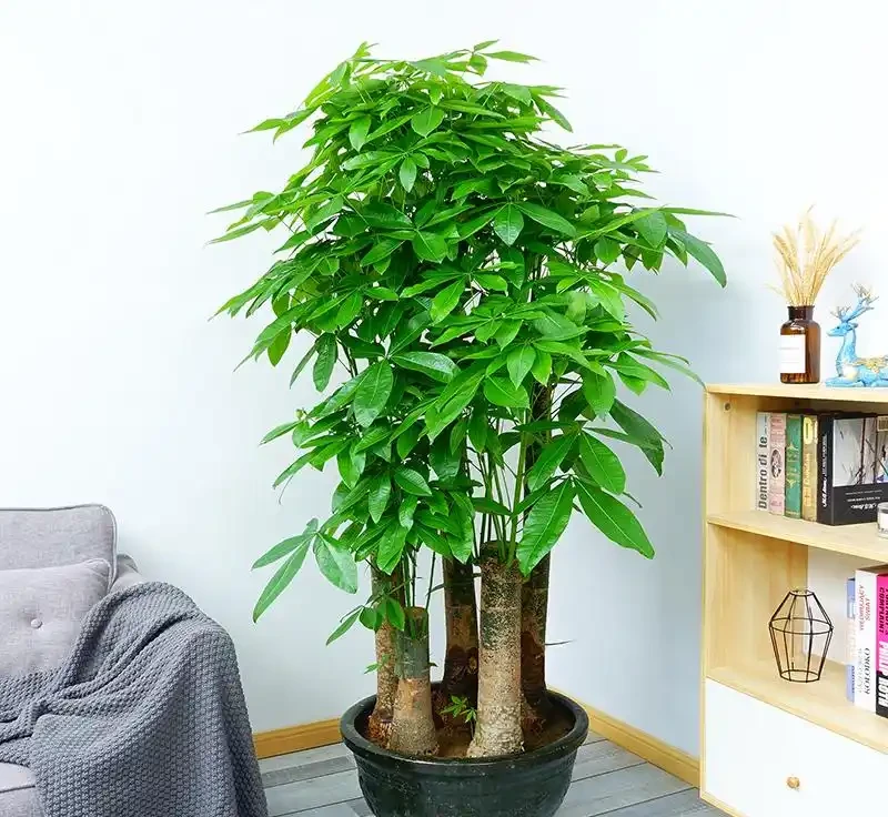 發財樹腐根怎麼救?趕緊做這4步,7天煥發生機,葉子油綠髮亮