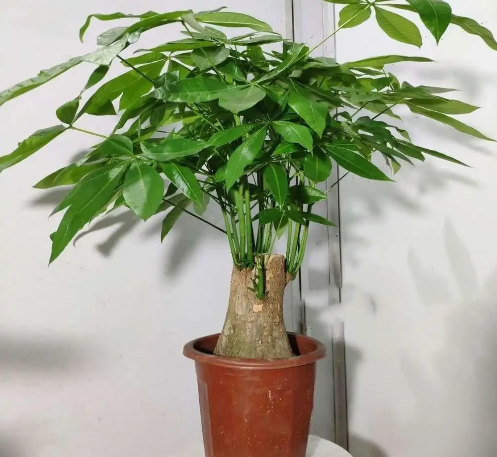 發財樹腐根怎麼救?趕緊做這4步,7天煥發生機,葉子油綠髮亮