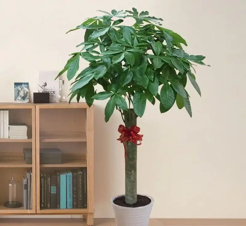 發財樹腐根怎麼救?趕緊做這4步,7天煥發生機,葉子油綠髮亮