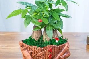 發財樹腐根怎麼救？趕緊做這4步，7天煥發生機，葉子油綠髮亮