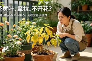 養花總黃葉不開花？幾塊錢的「植物營養餐」輕鬆搞定